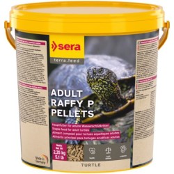 Sera Turtle adult raffy P...