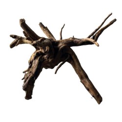 Sf racine black spiderwood...