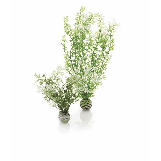 BiOrb set de deux plantes hivernales