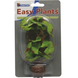 Sf easy plants avant plan...