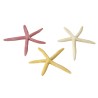 Ad starfish mix l - 18,5cm