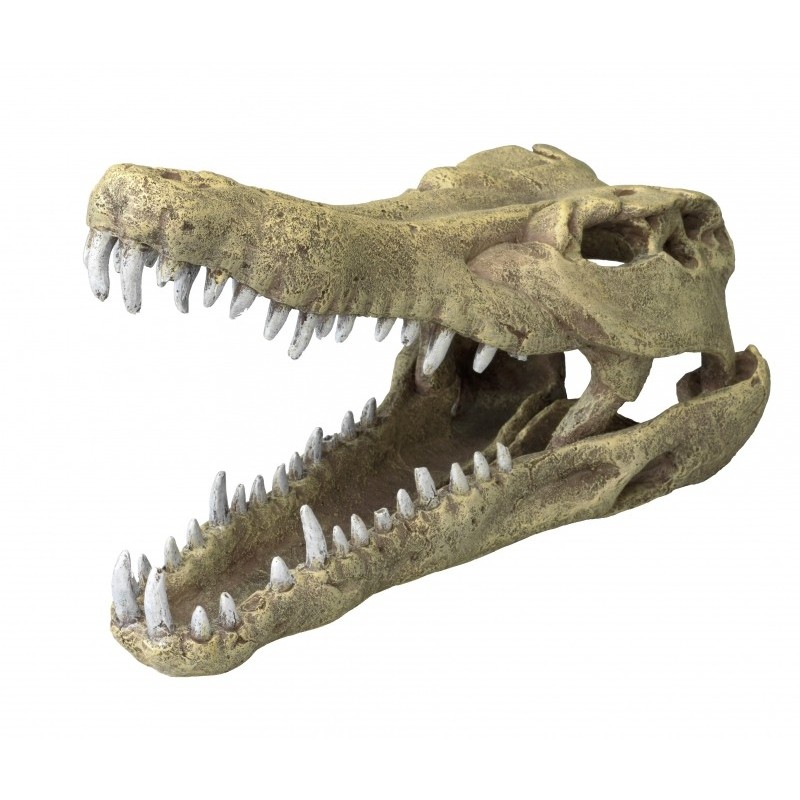 Ad crocodille head l - 32,5x17x20,5cm