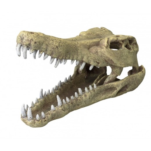 Ad crocodille head l - 32,5x17x20,5cm