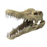 Ad crocodille head l - 32,5x17x20,5cm