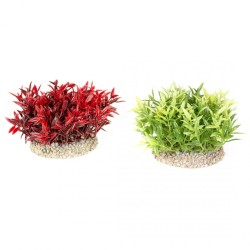 Ad plante miracle moss s - height 7,5cm couleurs mélangées