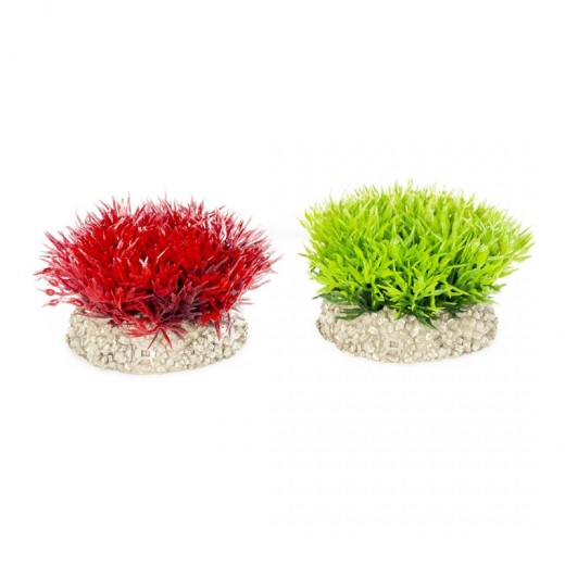 Ad plante crystalwort moss s - height 5cm couleurs mélangées