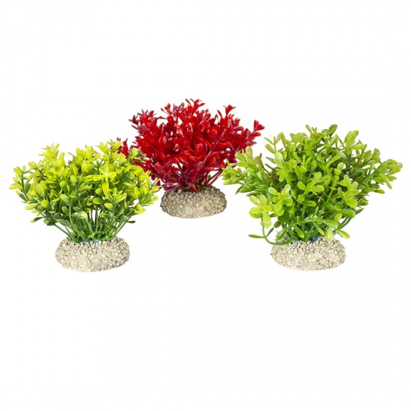 Ad plante glosso s - height 9cm couleurs mélangées