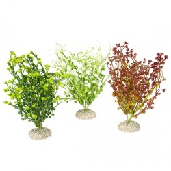 Ad plante bacopa m - height 25cm couleurs mélangées