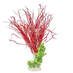 Ad plante lily grass xl -...