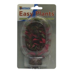 Sf easy plants avant plan 13 Cm n 7