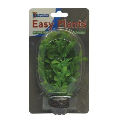 Sf easy plants avant plan 13 Cm n 8