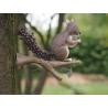 Ecureuil sur branche