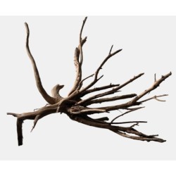 Sf racine black spiderwood...