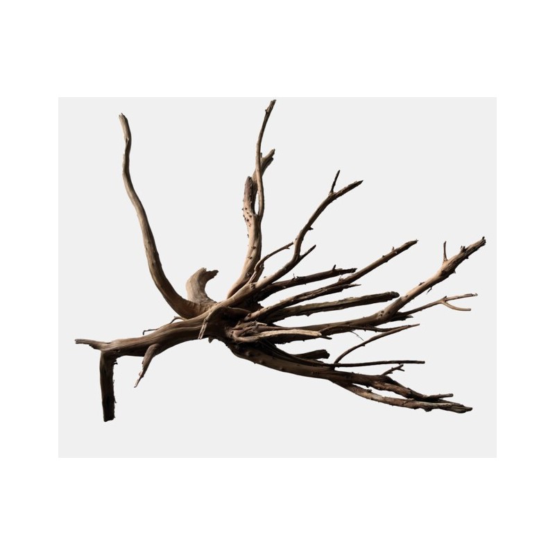 Sf racine black spiderwood medium