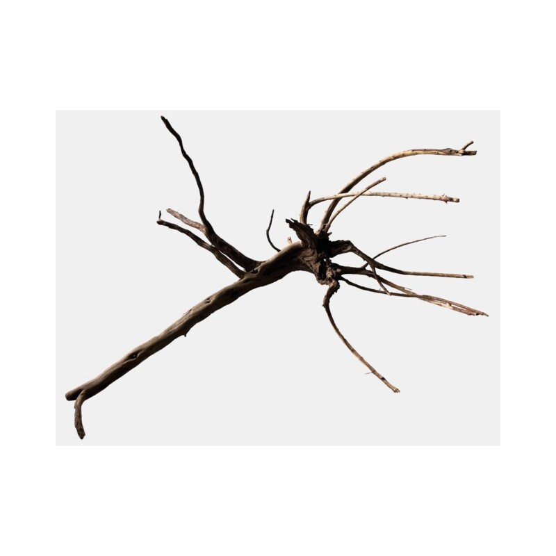 Sf racine black spiderwood x-large