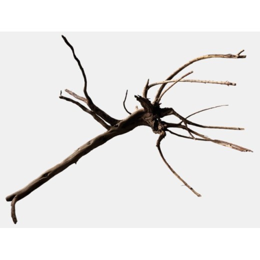 Sf racine black spiderwood x-large